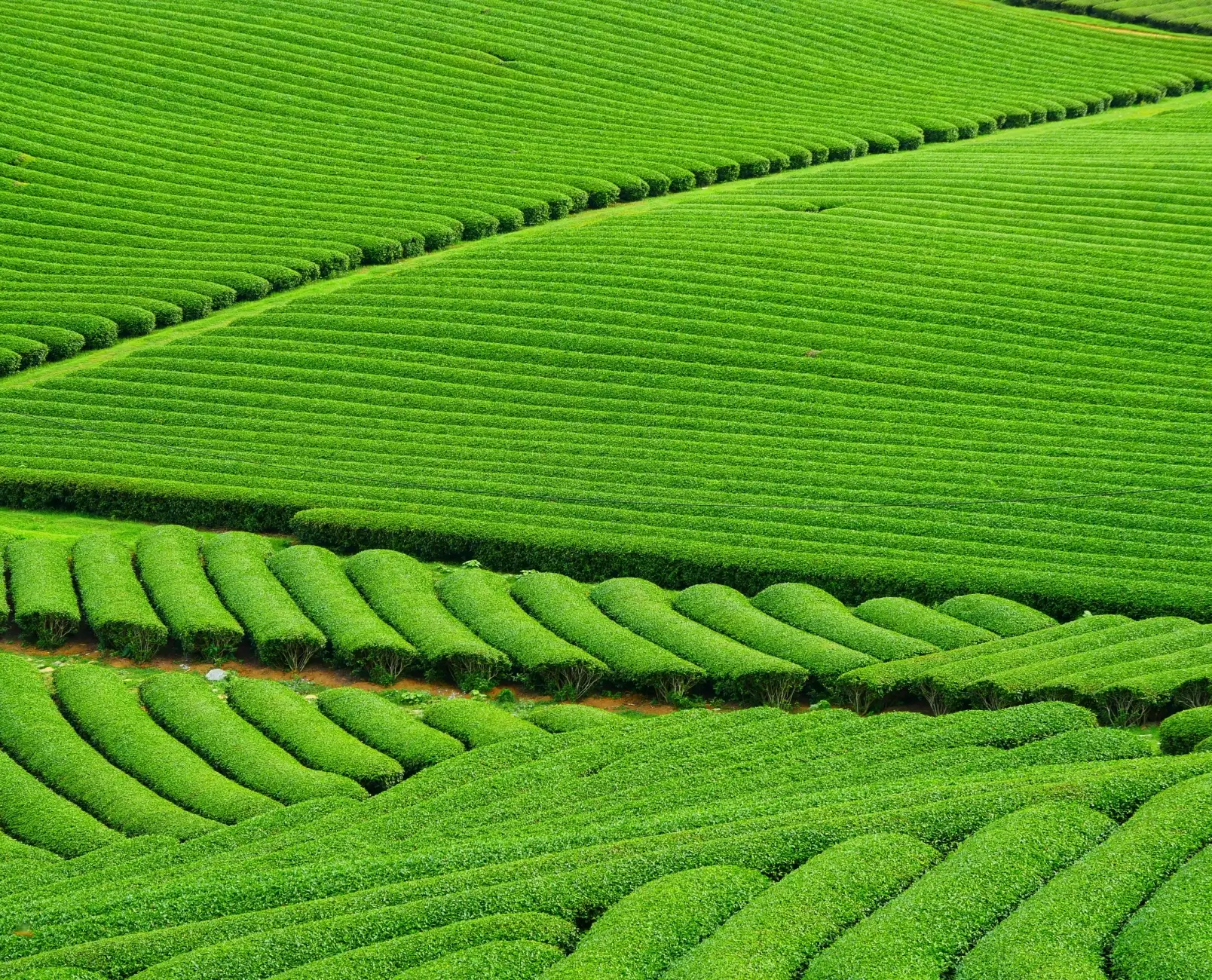 Carbon-negative landscapes including agroforestry, reforestation, and restored ecosystems for carbon sequestration