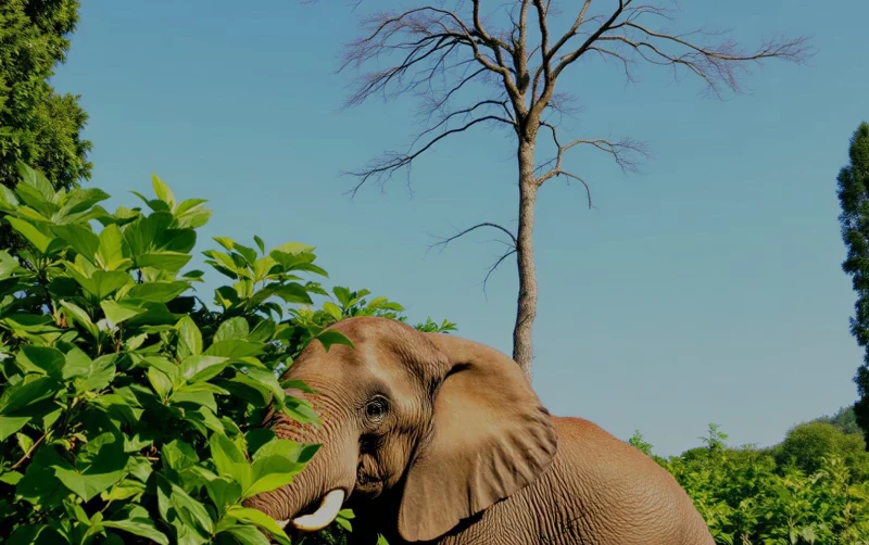 Proof & System Validation - Credibility 1 demonstration