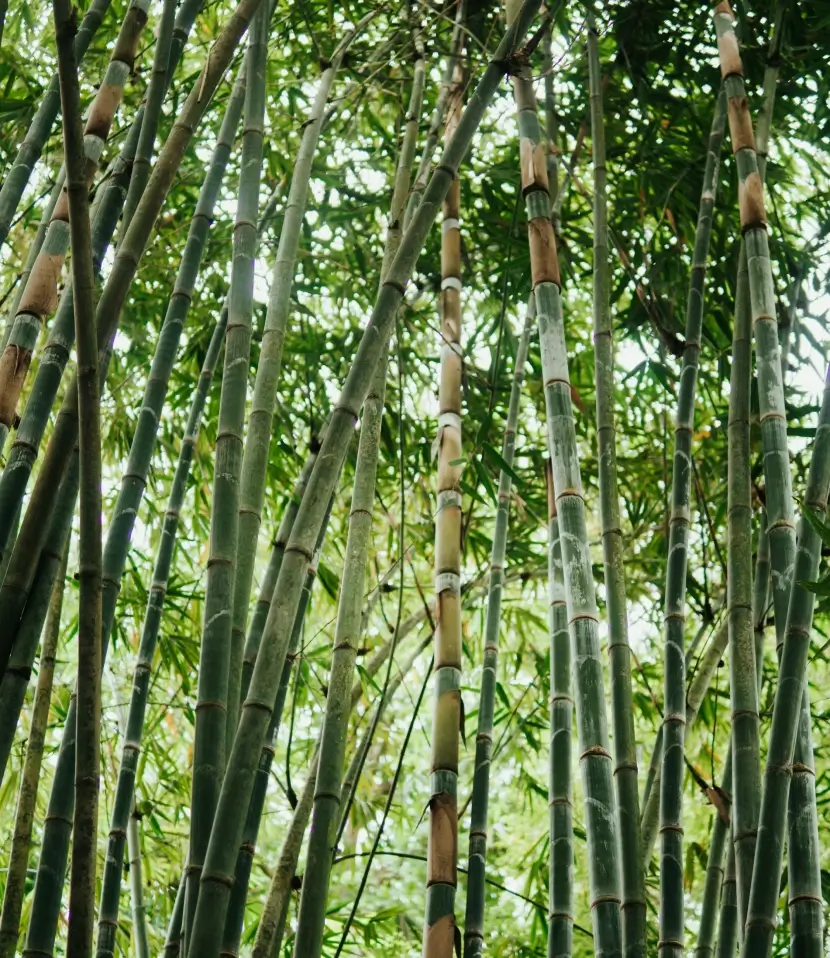 Sustainable landscape restoration and carbon sequestration demonstration site