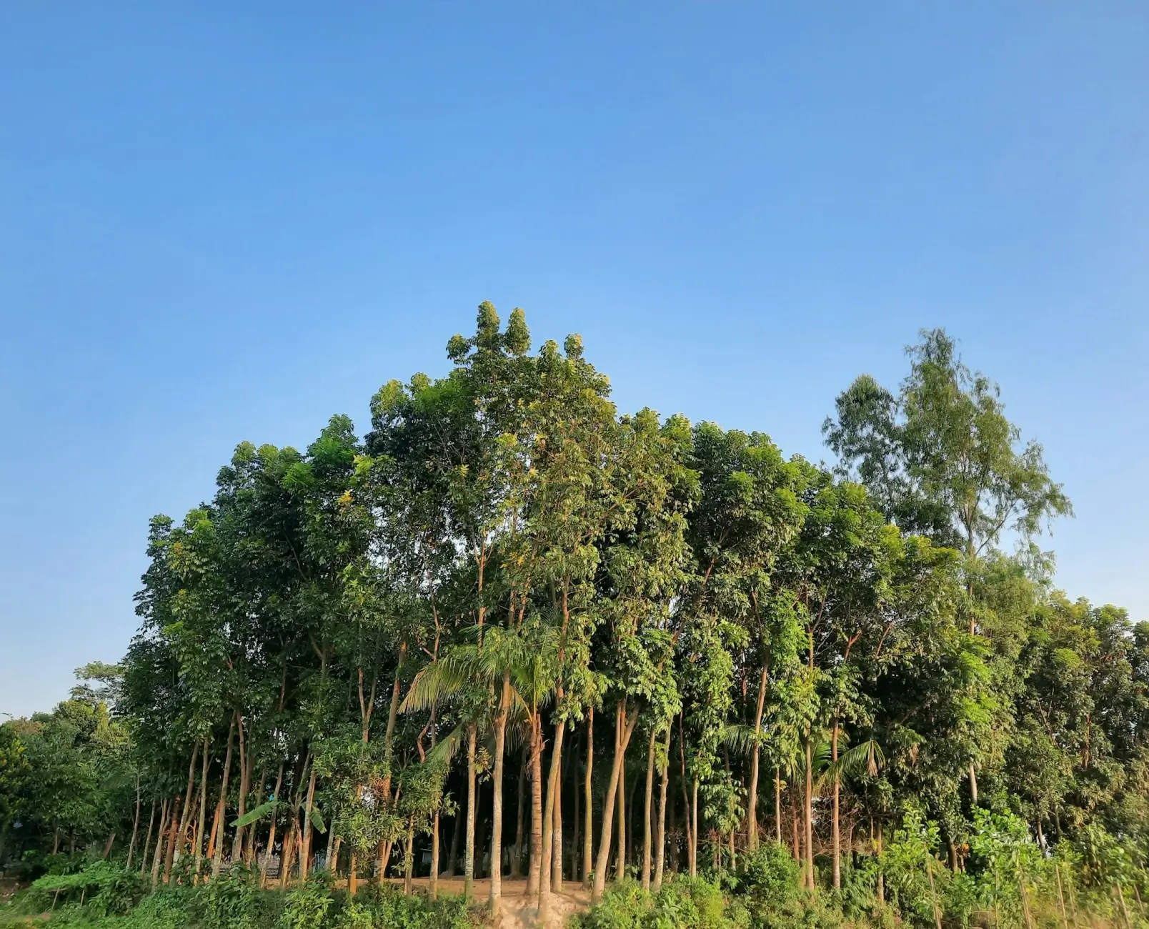 Carbon-Negative Landscapes